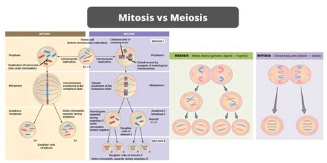 Test Your Knowledge: Mitosis vs. Meiosis