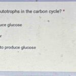 What Is the Function of Autotrophs in the Carbon Cycle? The Function of Autotrophs in the Carbon Cycle The Future of Autotrophs in the Carbon Cycle Conclusion Additional Information