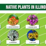 Frank and Bright Flora of Illinois: A Vibrant Array of Native Plants