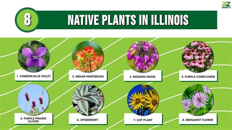 Frank and Bright Flora of Illinois: A Vibrant Array of Native Plants