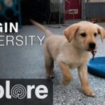 Bergin Canine University: Leading the Charge in Canine Education