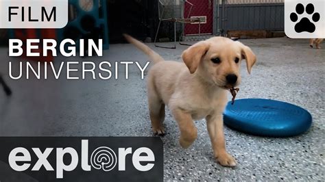 Bergin Canine University: Leading the Charge in Canine Education
