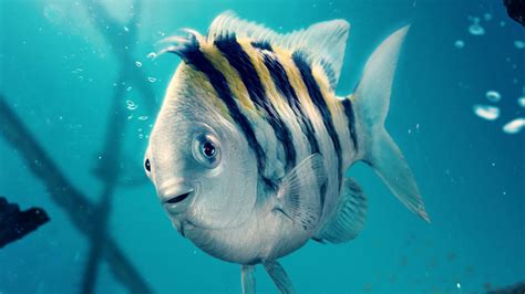 Friend of Flounder: A Biomedical Discovery with Far-Reaching Implications
