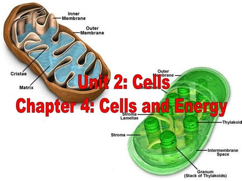 Unit Two Cell Energy Topic List