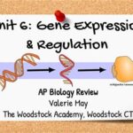 Unit 7 AP Biology: Exploring the Intricacies of Gene Expression and Regulation