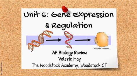 Unit 7 AP Biology: Exploring the Intricacies of Gene Expression and Regulation