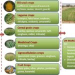 Value-Added Specialty Crops: A Definition and Overview