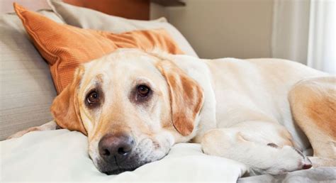 Hotels in Lumberton, NC that Welcome Your Furry Friends Pet-Friendly Hotels in Lumberton, NC Benefits of Staying in a Pet-Friendly Hotel in Lumberton, NC Tips for Staying in a Pet-Friendly Hotel FAQs About Pet-Friendly Hotels in Lumberton, NC