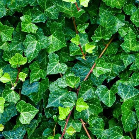 Lierre: La plante grimpante aux mille vertus