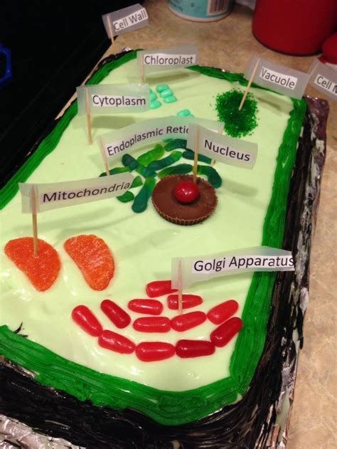 Cake Plant Cell Project: A Fun and Edible Way to Learn Biology Additional Resources Common Mistakes to Avoid Strategies for Success Variations Applications Conclusion