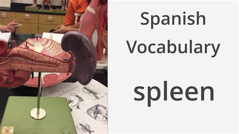 How Do You Say Spleen in Spanish?