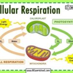 What Organelle Does Cellular Respiration Occur in?