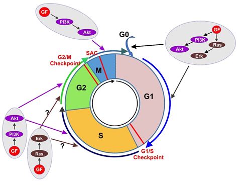 The G2 Checkpoint: Preventing Uncontrolled Cell Cycle Progression