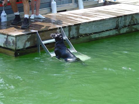 Dock Stairs for Dogs: A Comprehensive Guide to Safety, Accessibility, and Enjoyment