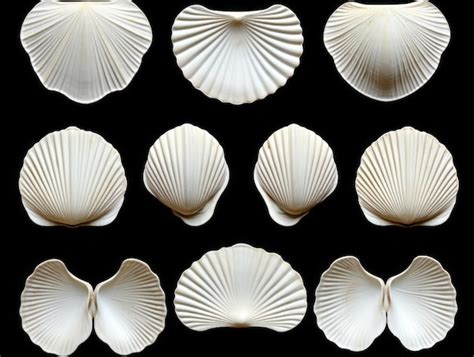 Pop’s Clam Shell: A Natural Wonder with Limitless Potential
