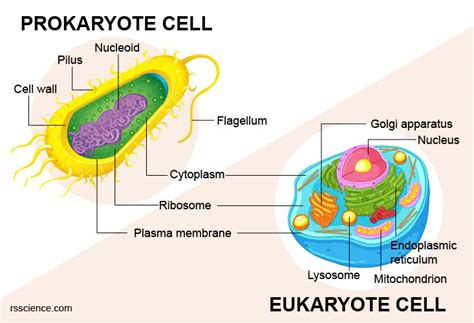 What 4 Organelles Do Both Eukaryote and Prokaryote Cells Contain?