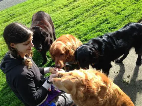 Pet Sitting: A Rewarding Career for Animal Lovers