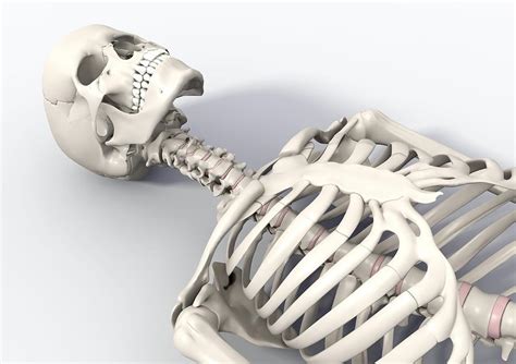 Skeleton Lying Down: Unraveling the Secrets of a Human Canvas