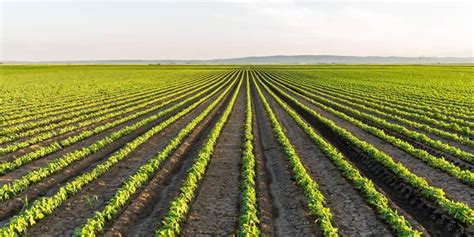 Monoculture in AP Human Geography: Exploring Its Effects on Agriculture, Society, and the Environment