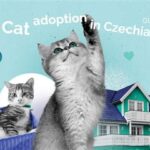 Alvin Animal Adoption: Your Guide to Finding a Purrfect Companion