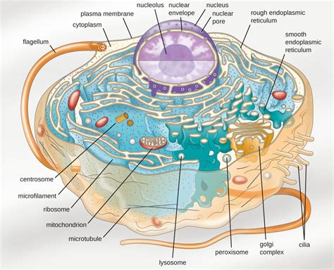 This Cellular Structure Lacks a Membrane: Unveiling the Ribosome
