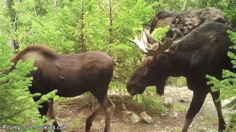 Moose Mating Season NYT: A Bull’s Guide to Attracting Cows