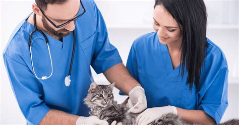 How Long Does it Take to Become a Veterinary Technician?