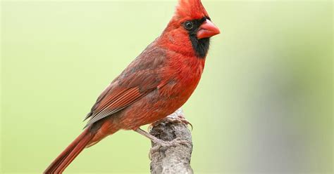 Heather Marie Cardinals: A Primer Characteristics of Heather Marie Cardinals Habitat and Distribution Diet Reproduction Conservation Status Economic Importance Cultural Significance Educational Importance Conclusion Further Reading Tables