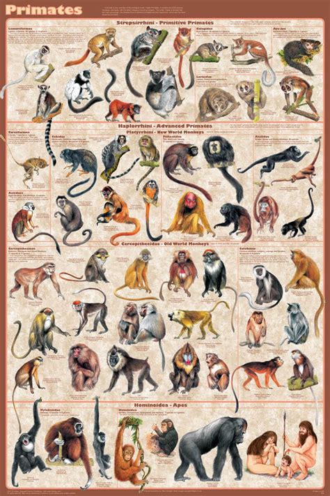 Apes Study Guide: A Comprehensive Dive into the Primate World