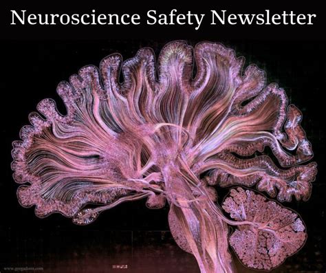Neuroscience at UCLA: A Journey into the Mind’s Matrix
