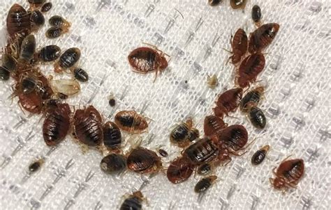 Bye Bye Bed Bugs: A Comprehensive Guide to Eradicating These Pesky Pests Additional Resources