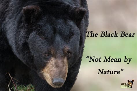 American Bear Association: Championing the Coexistence of Bears and Humans