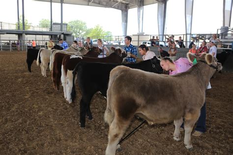 Pasadena Livestock Show & Rodeo: A Texas-Sized Extravaganza