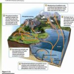 Phosphorus Cycle Apes: An Environmental Enigma