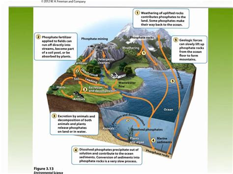 Phosphorus Cycle Apes: An Environmental Enigma