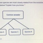 How Two Pairs of Species Are Related