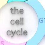 In the Diagram Below, the Gray Unit Represents: Unlocking the Central Nervous System for Optimal Performance