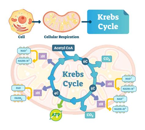 The Function of Pre-Krebs: A Critical Step in Cellular Metabolism
