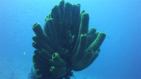 Specialist Species: A Closer Look at the Sea Sponge’s Remarkable Adaptations