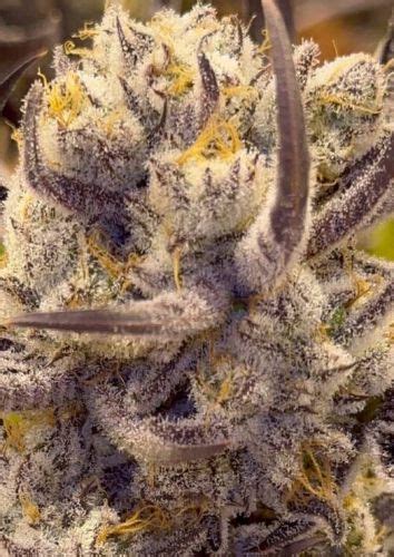 Aloha Lion Strain: The Ultimate Guide to a Legendary Sativa