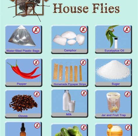 Large Flies Inside House: A Comprehensive Guide to Prevention and Control
