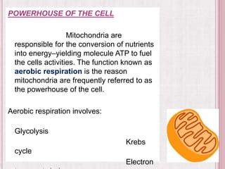 Mitochondria: The Powerhouse of the Cell: Glycolysis Unveiled Embracing Innovation: The Glycolytic Frontier Tables for Glycolysis-Related Data
