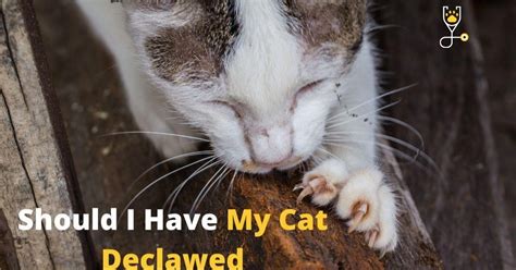 Can You Have a Cat in a Dorm? Benefits and Drawbacks of Having a Cat in a Dorm Creative Ideas for Cat Ownership in Dorms Strategies for Successful Cat Ownership in Dorms Tips and Tricks Conclusion