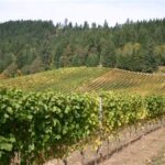 Best Wineries in Dundee, Oregon: A Tour of the Willamette Valley’s Finest