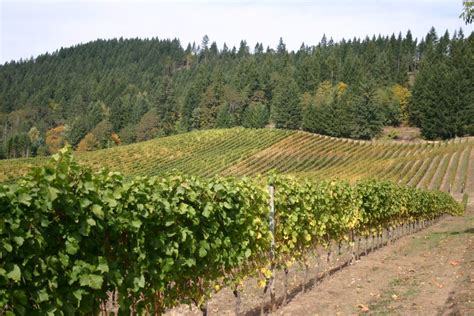 Best Wineries in Dundee, Oregon: A Tour of the Willamette Valley’s Finest