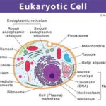 Where Can DNA Be Found in a Eukaryotic Cell?