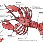 Taxonomy of Lobsters Anatomy of Lobsters Behavior of Lobsters Economic Importance of Lobsters Conclusion