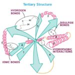 Which of the Following Describes the Tertiary Structure of Proteins?