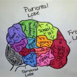 AP Psychology Brain Project: Delving into the Mind’s Mechanisms Objectives of the AP Psychology Brain Project Applications of the AP Psychology Brain Project Insights from the AP Psychology Brain Project Tables How the AP Psychology Brain Project Can Benefit You Conclusion