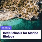 Top Marine Biology Schools: Nurturing Future Ocean Stewards